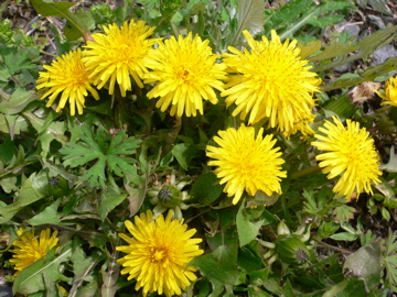 100417_tanpopo01.jpg