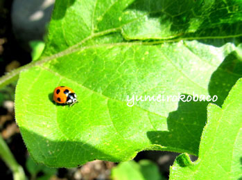 110608_mirai02.jpg