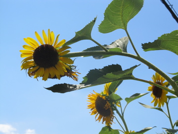 20110911_mirai01.jpg