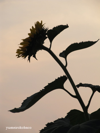20130810_mirai04.jpg
