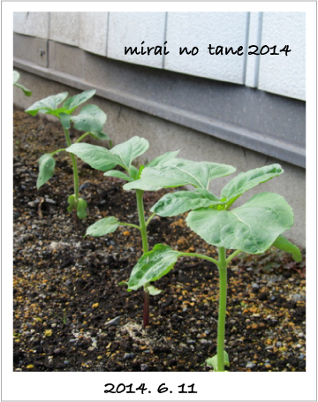 20140611_mirai01.jpg