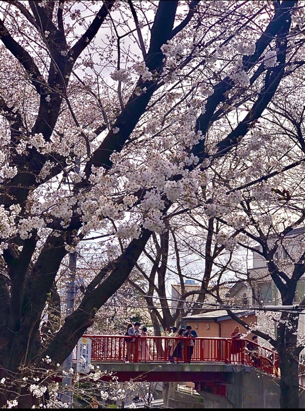 sakurazaka20200322.jpg