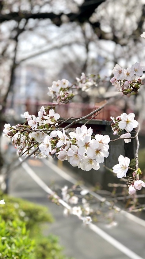 sakurazaka20200322_01.jpg